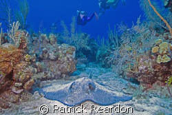 Southern Stingray and divers in the beautiful Cayman isla... by Patrick Reardon 